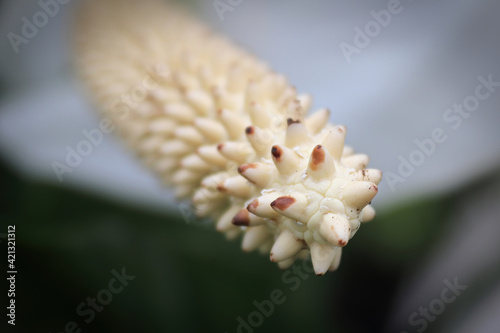 Macro of white peace lily flower heads