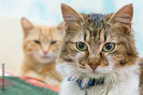 Gatto tigrato marrone europeo a pelo lungo con occhi verdi e gatto rosso sullo sfondo