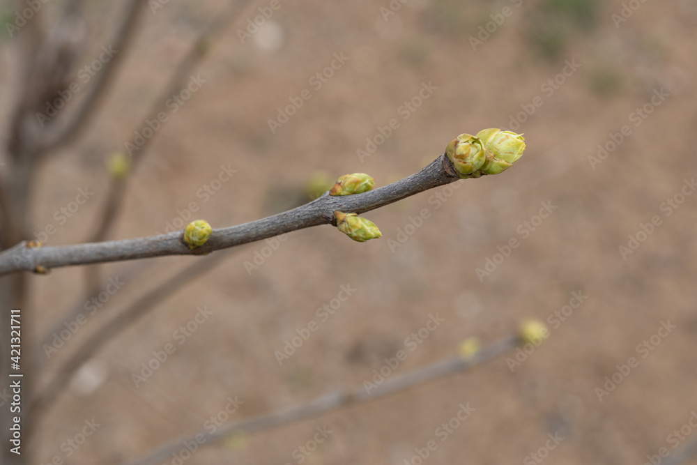 Spring, tree branch with large green buds,closeup. Topic: springtime, arrival of spring,trees wake up and come alive after winter. Beginning of growing season. Buds turn into first green leaves. Spring, tree branch with large green buds,closeup. Topic: springtime, arrival of spring,trees wake up and come alive after winter. Beginning of growing season. Buds turn into first green leaves.