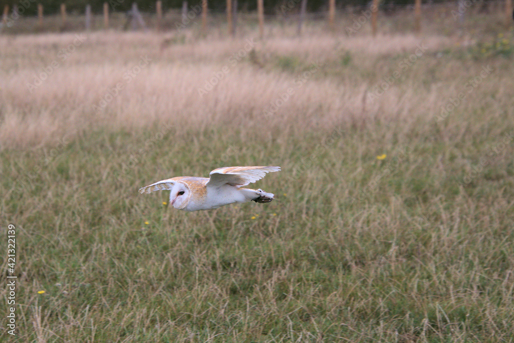 Fototapeta premium A Barn Owl in flight