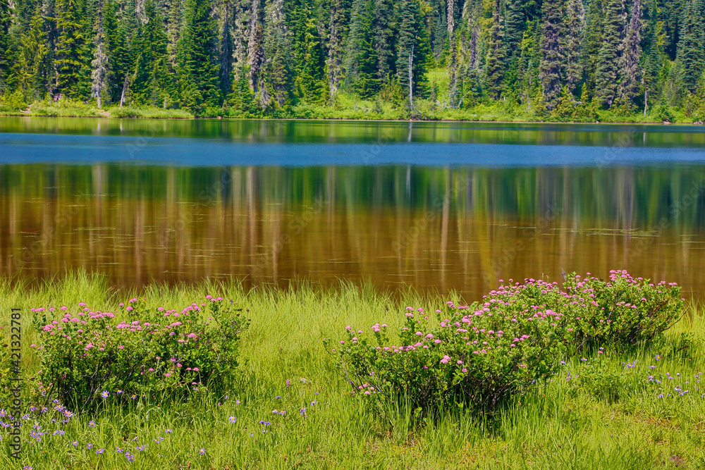 USA, Washington State, Mount Rainier National Park. Rosy spirea blooms on edge of Reflection Lake.
