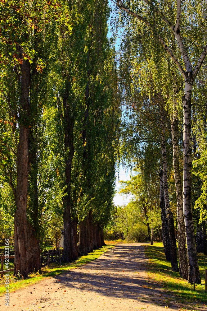 Scenic view of old rural dirt road with rows of trees along the road. Tall poplars and birches against blue sky in sunny autumn day. Ukraine. Concept of landscape and nature