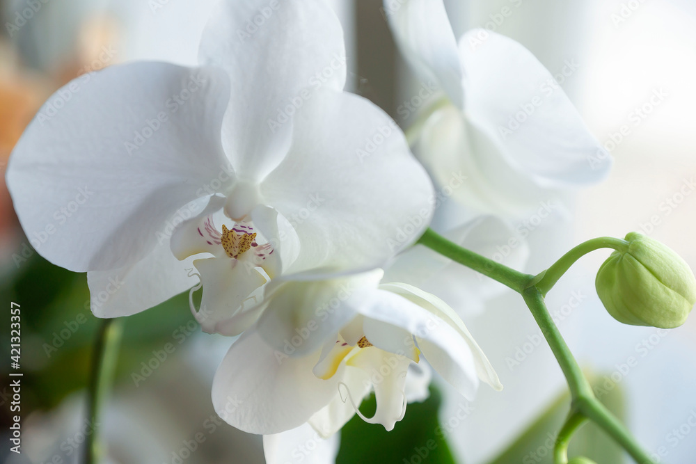 Assorted varieties of orchids on a blurred background of the window. Assorted varieties of orchids on a blurred background of the window.