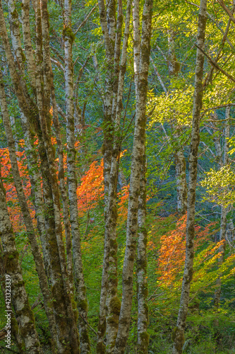 USA, Washington State, Olympic National Park. Alder and vine maple forest. © Danita Delimont