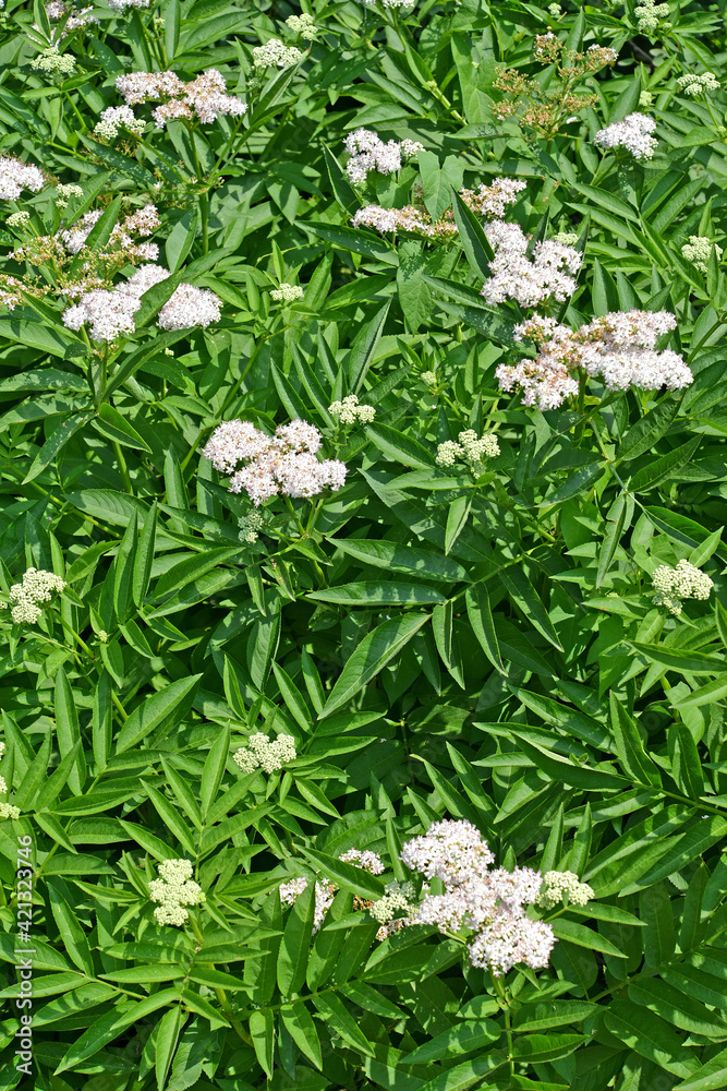 Flowering buzz grassy (Sambucus ebulus L.) Flowering buzz grassy (Sambucus ebulus L.)