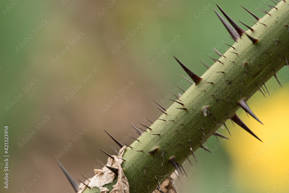 Naklejka premium Large, spiky thorn macro. Sticky situation concept. Green, yellow, nature background.