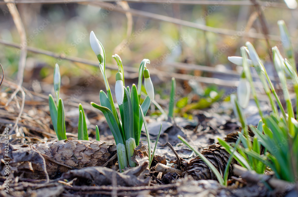 Snowdrops bloom in the spring garden. Beautiful first flowers. Small white buds. Galanthus nivalis Snowdrops bloom in the spring garden. Beautiful first flowers. Small white buds. Galanthus nivalis
