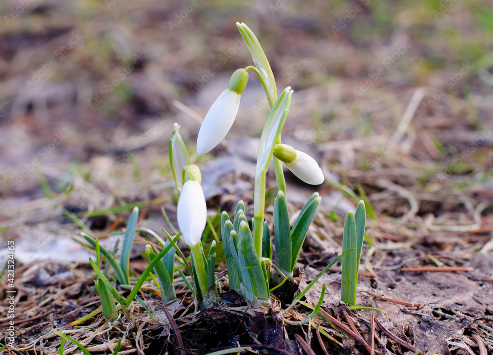 Three snowdrops in the garden. Early spring flowers. Galanthus nivalis Three snowdrops in the garden. Early spring flowers. Galanthus nivalis