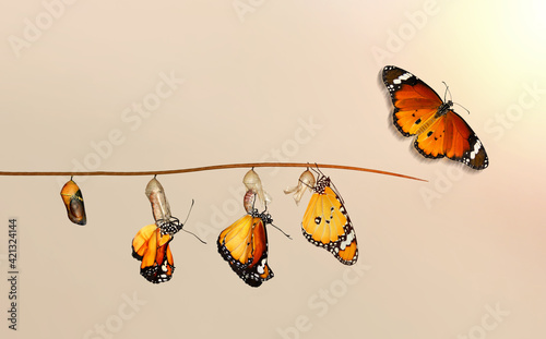 Fototapete Amazing moment ,Monarch Butterfly, pupae and cocoons are suspended
