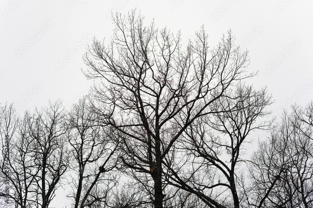 silhouette of snowy trees in winter forest silhouette of snowy trees in winter forest