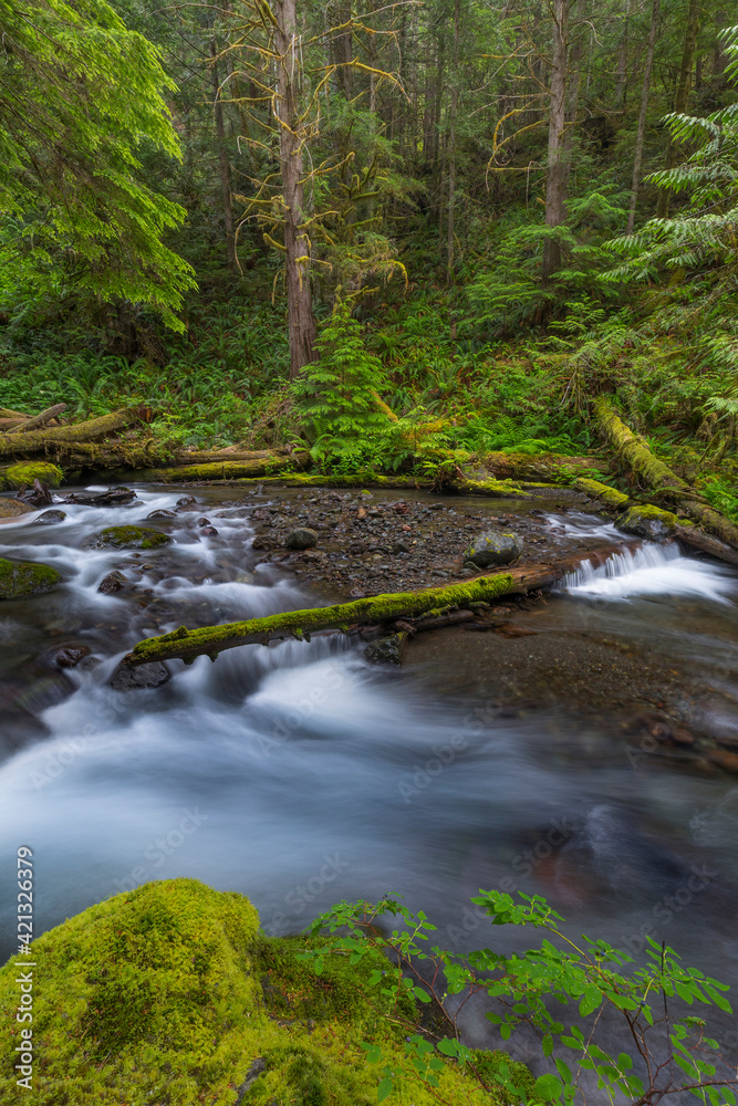 USA, Washington State, Olympic National Forest. Big Quilcene River rapids. USA, Washington State, Olympic National Forest. Big Quilcene River rapids.