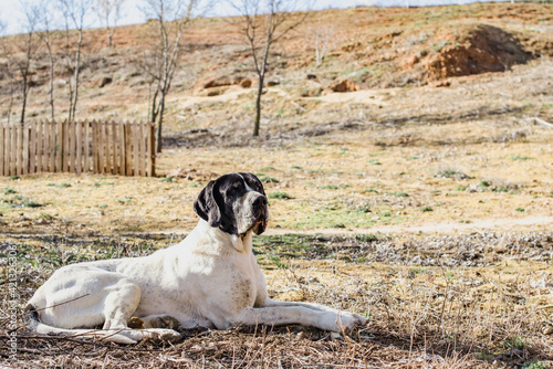 Retrato de un gran perro gran danés blanco y negro tumbado en la hierba de una pradera photo