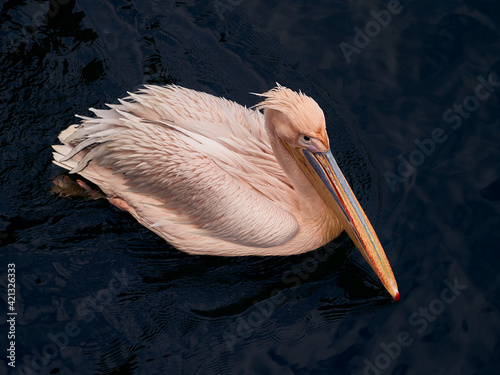 A swimming Pelecanus or Pelican photo