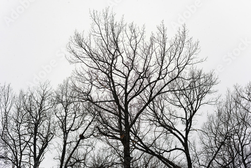 silhouette of snowy trees in winter forest