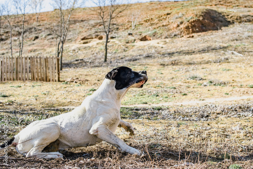 Retrato de un gran perro gran danés blanco y negro levantándose del suelo de una pradera. Perro incorporándose. photo