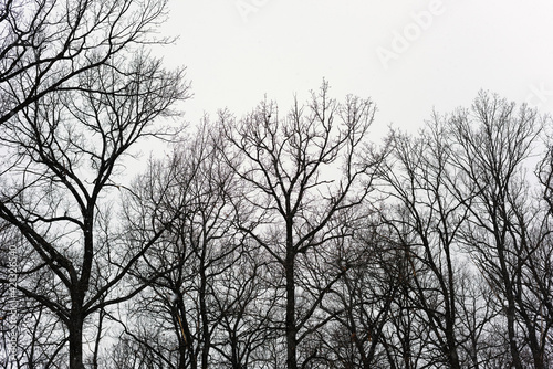 silhouette of snowy trees in winter forest