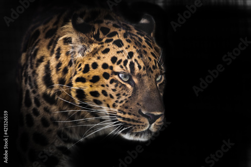 Muzzle of a Far Eastern leopard in profile in the dark, isolated © Mikhail Semenov
