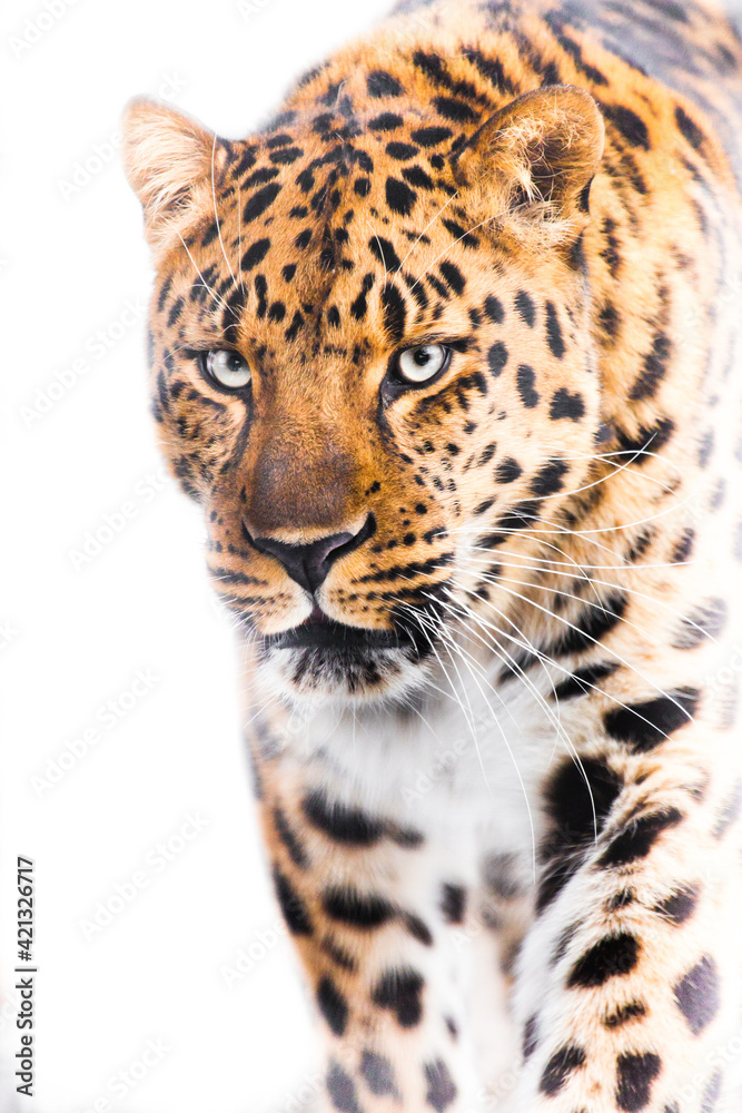 Powerful big cat leopard close-up walks forward, powerful beautiful body occupies, white light background of a hot day Powerful big cat leopard close-up walks forward, powerful beautiful body occupies, white light background of a hot day