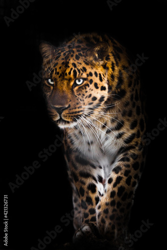 Leopard with bluish green glowing eyes confidently and suddenly emerges from the darkness of the night, portrait with legs © Mikhail Semenov