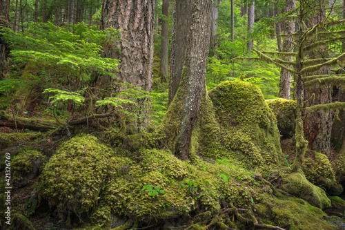 USA, Washington State, Olympic National Forest. Forest landscape.