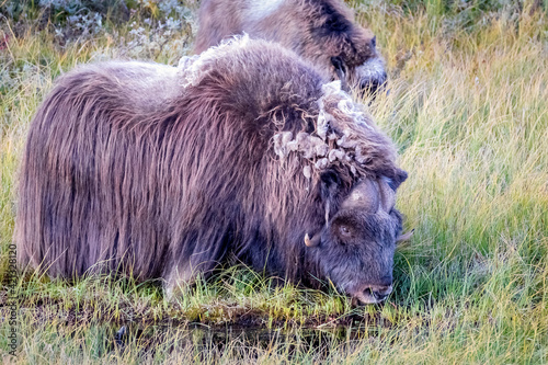 Moschusochse - Ovibos moschatus - im Herbst - Norwegen - Dovrefjell-Sunndalsfjella-Nationalpark photo