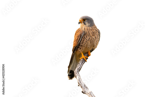 Bild auf Leinwand Common kestrel sitting on branch cut out on white background.