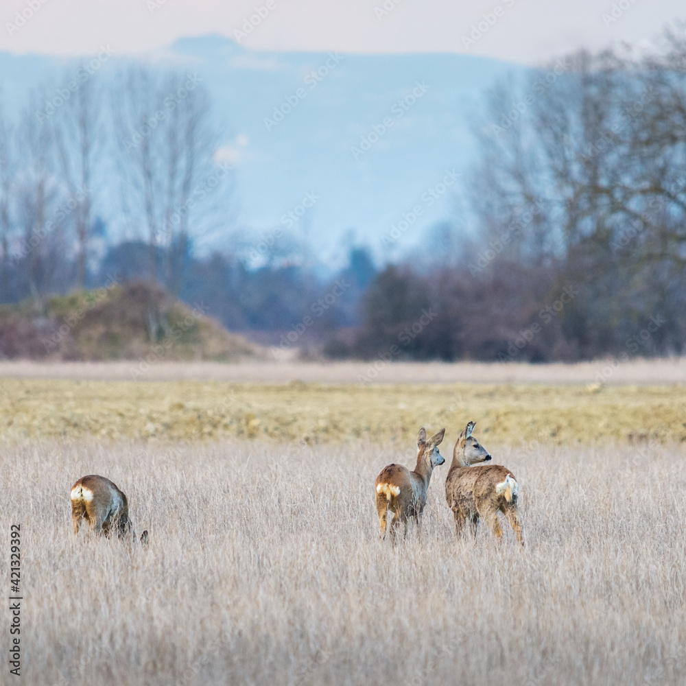 Roe deer on a winter meadow Roe deer on a winter meadow