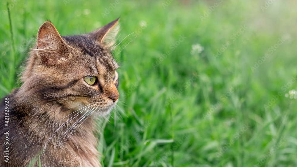 Portrait of a fluffy cat on a background of green grass. Copy space for text