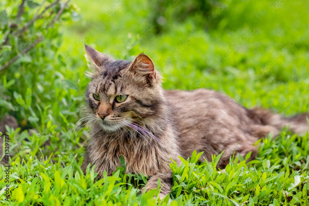 Brown fluffy cat in the garden lying on the green grass