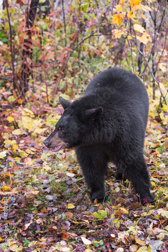 Black Bear (Ursus americanus) Turns Left in Leaves Autumn