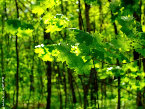 bright greenery in the spring forest