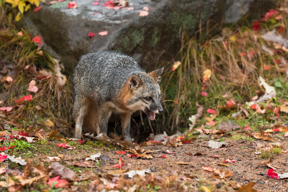 Grey Fox (Urocyon cinereoargenteus) Climbs Out of Den Mouth Open Autumn