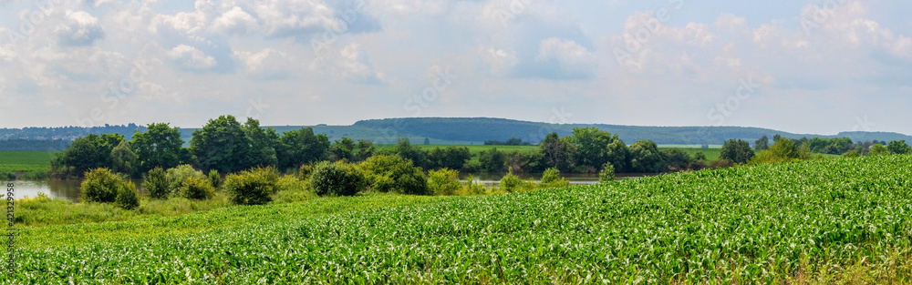 Corn field near the river and trees, panorama. Growing corn