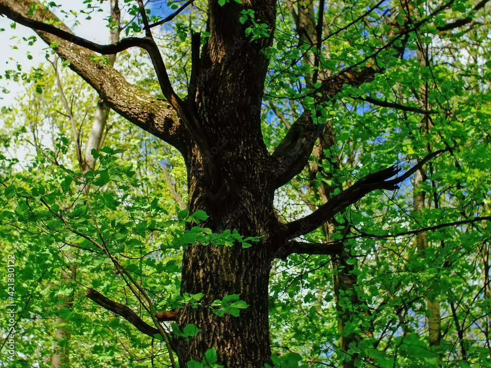 Naklejka premium bright greenery in the spring forest