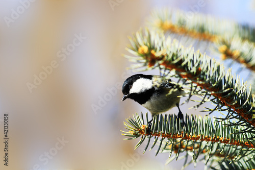 Small coal tit sits on the edge of a spruce branch ..