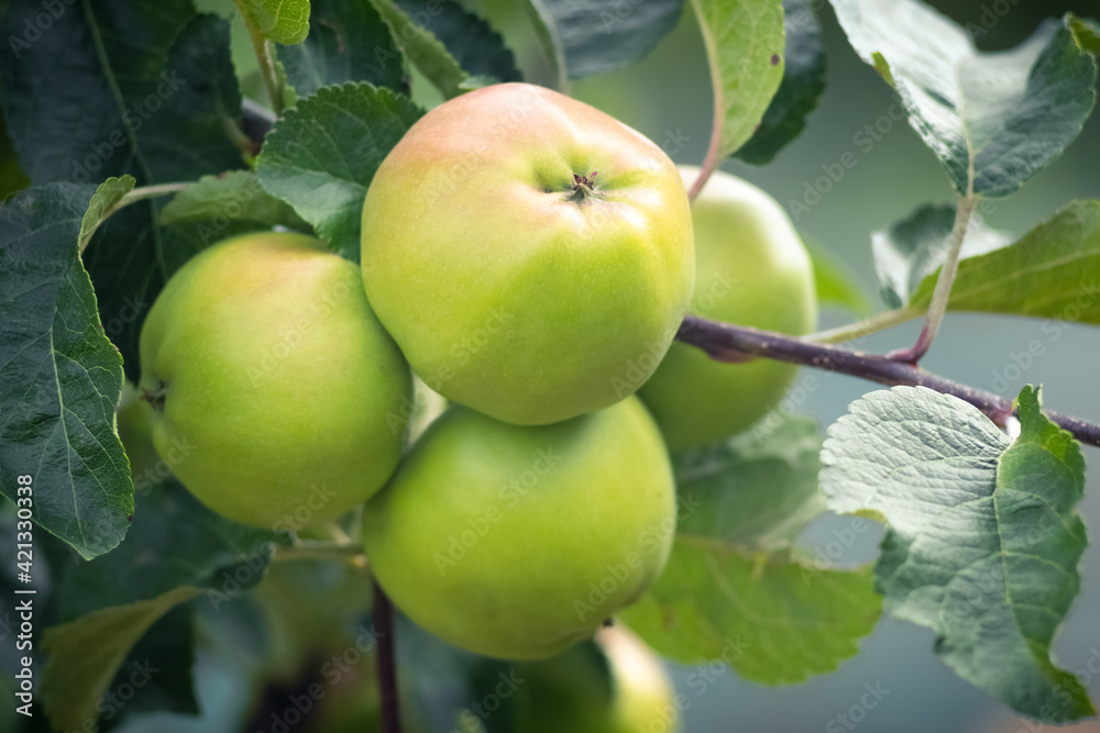 Green apples on a tree during ripening Green apples on a tree during ripening