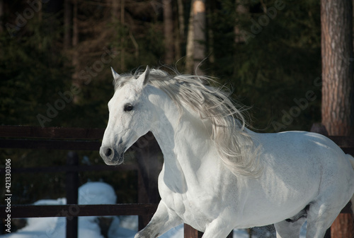 Obraz na płótnie Beautiful andalusian stallion running w salonie