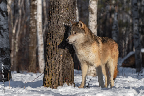 Grey Wolf  Canis lupus  Stands Next to Tree in Forest Winter