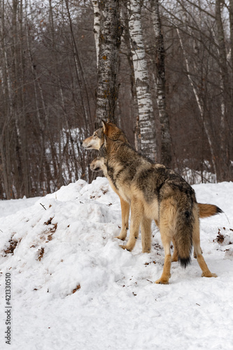 Grey Wolves  Canis lupus  Stand on Pile of Snow Looking Left Winter