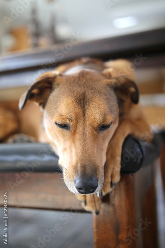 Beautiful Mixed Breed Pet Dog Sleeping at Kitchen Table © Christin Lola