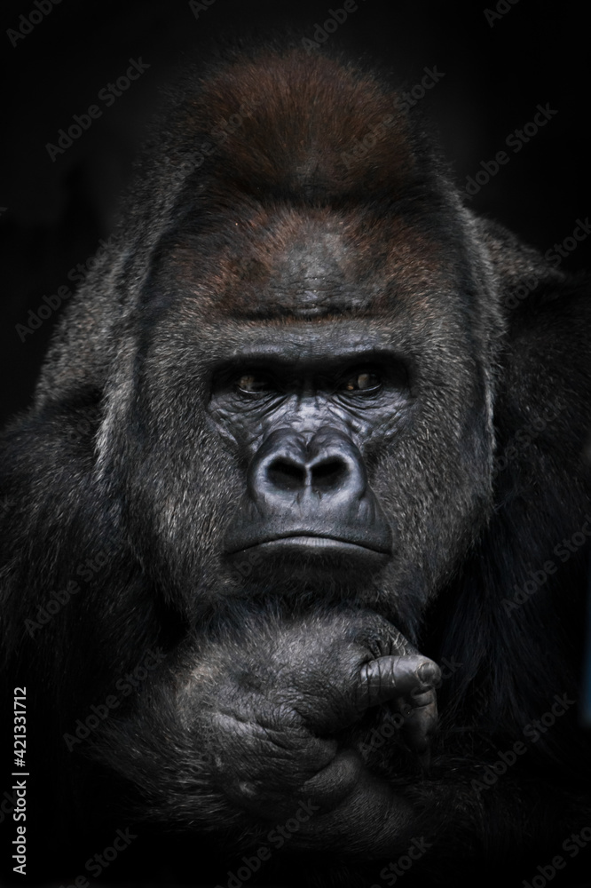 Portrait of a strong male gorilla looking suspiciously in the side