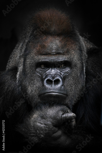 Portrait of a strong male gorilla looking suspiciously in the side © Mikhail Semenov