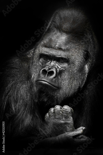 The skeptical pose of the gorilla boss, the male speaks of doubt and thoughtfulness, a half-turn portrait