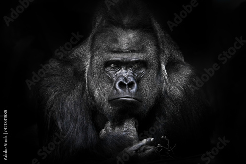 Full face male gorilla reclining powerful hands playing with a twig, huge shoulders and a stern expression of a brutal face