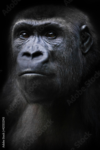 Strained face with shining eyes, female gorilla looks like ancestors of a tumbling forehead in the Stone Age