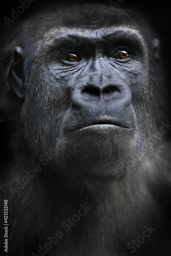 Burnt and worried female gorilla with dark yellow eyes looks worriedly © Mikhail Semenov
