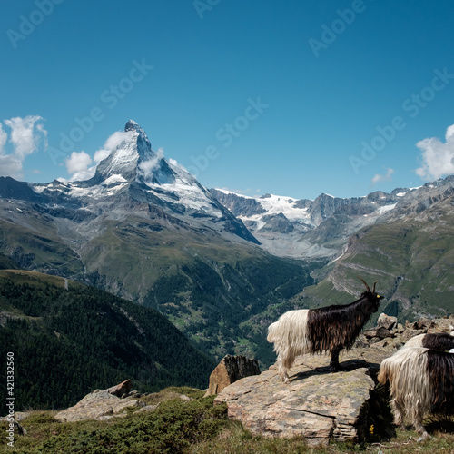 Alpine mountain goats in front of the famous Matterhorn mountain. View from the Five Lakes walking trail.