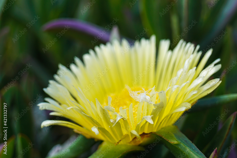 Fototapeta premium close up of a flower