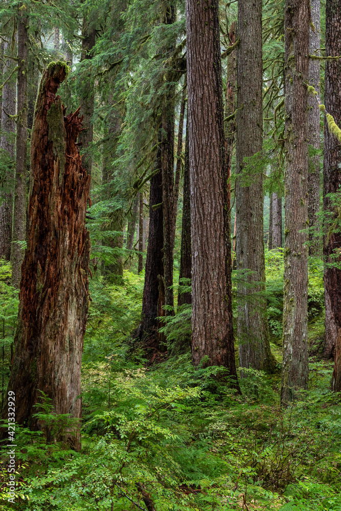 Naklejka premium USA, Washington State, Olympic National Park. Forest scenic.