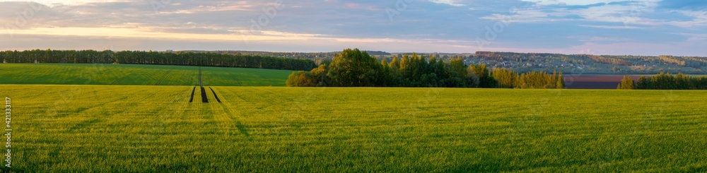 Panorama of a field of young wheat at sunset